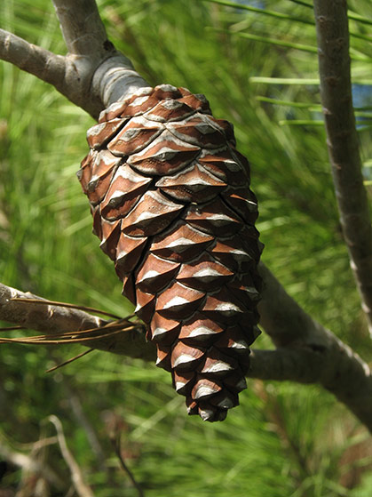 Aleppo Pine