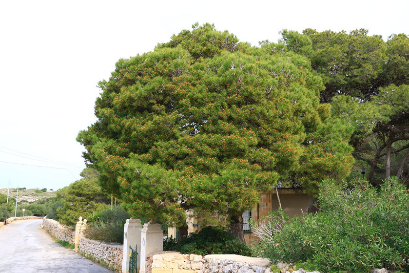 Aleppo Pine
