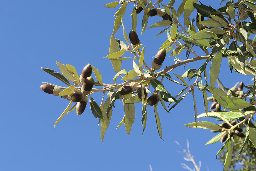 Holm Oak Tree