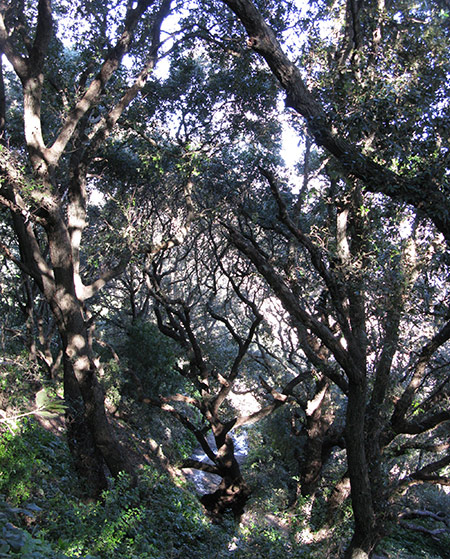 Holm Oak Tree